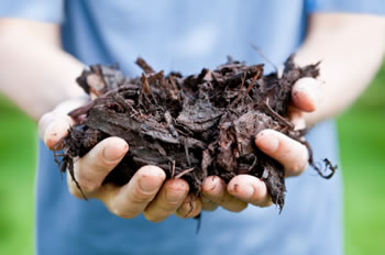 Hand full of mulch